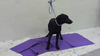 Labrador Retriever and Mixed Breed Dogs Available for Adoption in Houston, Texas - A2069417 | PetCurious