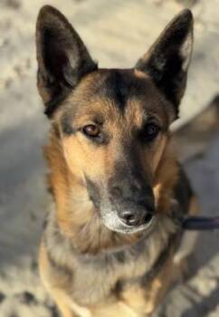 German Shepherd Dog Dogs Available for Adoption in Frazier Park, California - Ella Marie | PetCurious