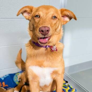 Mixed Breed Dogs Available for Adoption in Wheeling, Illinois - Serena | PetCurious