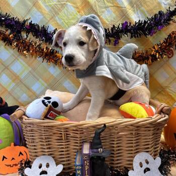 Russel -  Border Collie and Mixed Breed Dog for Adoption in Goleta, California - Russel | PetCurious