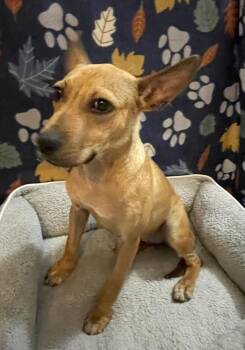 Mixed Breed Dogs Available for Adoption - Leela | PetCurious