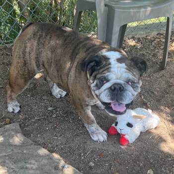 Doobie -  English Bulldog Dog for Adoption in Houston, Texas - Doobie | PetCurious