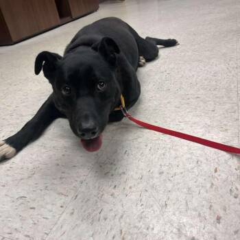 Big John -  Black Labrador Retriever Dog for Adoption in Salem, West Virginia - Big John | PetCurious