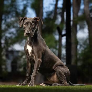Bambi -  Mixed Breed Dog for Adoption in Jupiter, Florida - Bambi | PetCurious