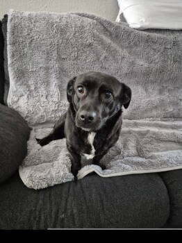 Rescue Retriever Dogs for Adoption in Dallas, Texas - Luke I (New Digs) | PetCurious