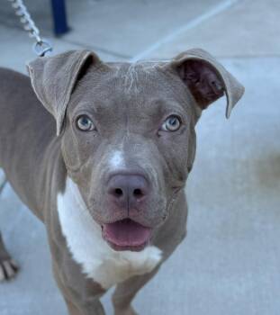 Rescue Pit Bull Terrier Dogs for Adoption in Manassas, Virginia - Hennessy (ID 46993/3794) | PetCurious