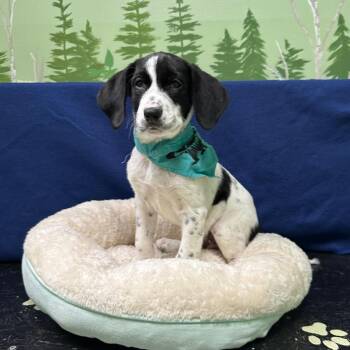 Malone -  Border Collie and Hound Dog for Adoption in Logan, Utah - Malone | PetCurious