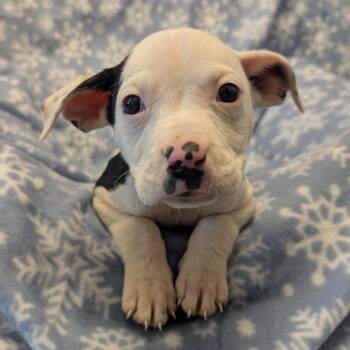 Kiro -  Pit Bull Terrier Dog for Adoption in Manhattan, Kansas - Kiro | PetCurious