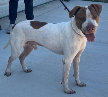 Elroy Gorgeous Freckled Face Boy -  American Bully Dog for Adoption in Charlottesville, Virginia - Elroy Gorgeous Freckled Face Boy | PetCurious