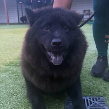 Brittany -  Chow Chow Dog for Adoption in Tampa, Florida - Brittany | PetCurious