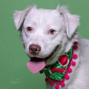 Mixed Breed Dogs Available for Adoption - Falkor | PetCurious
