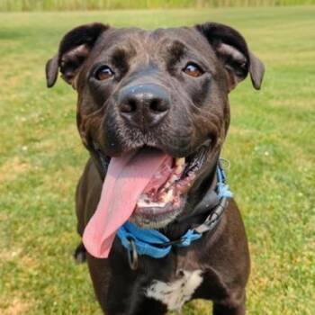 Kammy -  Mixed Breed Dog for Adoption in Ashtabula, Ohio - Kammy | PetCurious