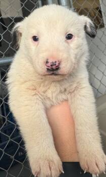 Rescue Shepherd Dogs for Adoption in Winnipeg, Manitoba - Flame | PetCurious