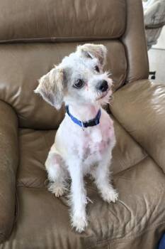 Terrier Dogs Available for Adoption in Jamestown, North Dakota - Dax | PetCurious