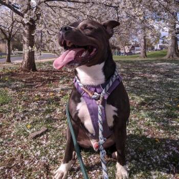 Rescue Pit Bull Terrier Dogs for Adoption in Newark, New Jersey - Randy | PetCurious