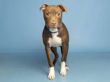 Pit Bull Terrier Dogs Available for Adoption in Phoenix, Arizona - LOLA | PetCurious