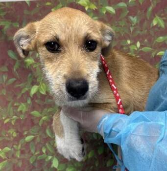 Terrier and Mixed Breed Dogs Available for Adoption in San Antonio, Texas - Torta | PetCurious