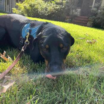 Ruby -  Rottweiler Dog for Adoption in Bartlett, Tennessee - Ruby | PetCurious