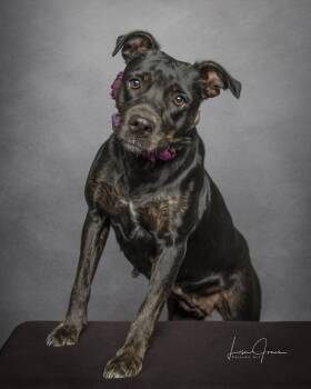 Rajah -  Mixed Breed Dog for Adoption in Cullman, Alabama - Rajah | PetCurious