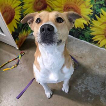 Pit Bull Terrier Dogs Available for Adoption in Eureka Springs, Arkansas - Lady Mae | PetCurious