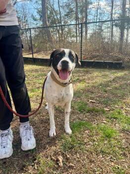 American Bulldog Dogs Available for Adoption - Dolly | PetCurious