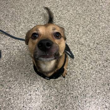 Max -  Beagle and Shepherd Dog for Adoption in Cedar Rapids, Iowa - Max | PetCurious