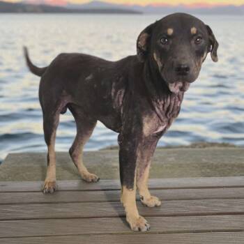 Rescue Mixed Breed Dogs for Adoption in Boaz, Alabama - Yodie | PetCurious