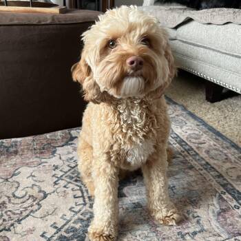 Cavapoo Dogs Available for Adoption - Salmon | PetCurious
