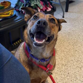 Mixed Breed Dogs Available for Adoption in Saint Charles, Missouri - Mocha | PetCurious