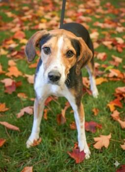 Rescue Hound and Pointer Dogs for Adoption in Bowling Green, Kentucky - Wiggle Sniffer | PetCurious