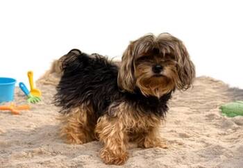 Yorkshire Terrier Dogs Available for Adoption in Doral, Florida - DEAN | PetCurious