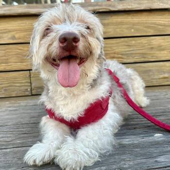Toby -  Havanese and Dachshund Dog for Adoption in New York, New York - Toby | PetCurious