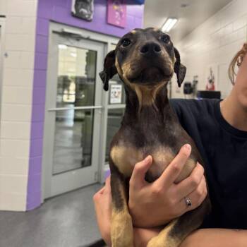 Charlotte -  Rottweiler and Mixed Breed Dog for Adoption in Montgomery, Alabama - Charlotte | PetCurious