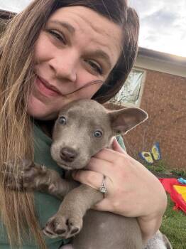 Susie Carmichael -  Labrador Retriever and Pit Bull Terrier Dog for Adoption in Salt Lake City, Utah - Susie Carmichael | PetCurious