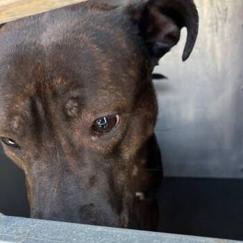 Sierra -  Pit Bull Terrier Dog for Adoption in Greensboro, North Carolina - Sierra | PetCurious