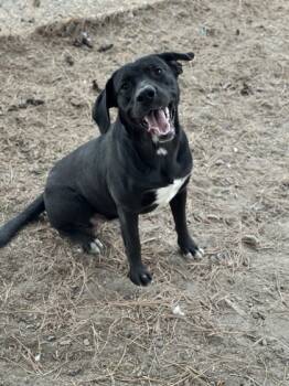 Rescue Labrador Retriever and Mixed Breed Dogs for Adoption in Moses Lake, Washington - Jersey | PetCurious
