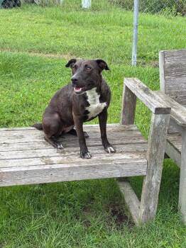 Chloe -  Mixed Breed Dog for Adoption in Metter, Georgia - Chloe | PetCurious
