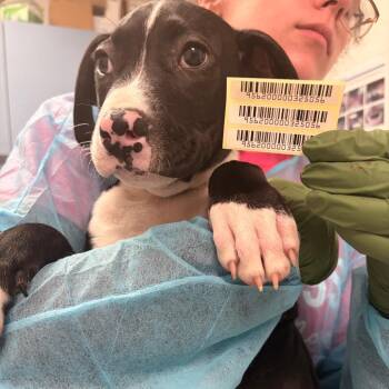 Texas Longhorn -  Mixed Breed Dog for Adoption in Charleston, West Virginia - Texas Longhorn | PetCurious