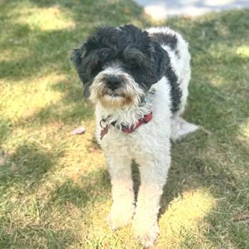 Messi - Chino Hills Location -  Shih Tzu and Poodle Dog for Adoption in Chino Hills, California - Messi - Chino Hills Location | PetCurious