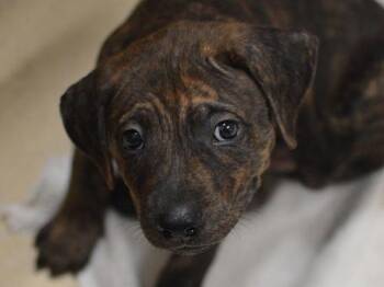 Feagin -  Pit Bull Terrier and Mixed Breed Dog for Adoption in Portland, Oregon - Feagin | PetCurious