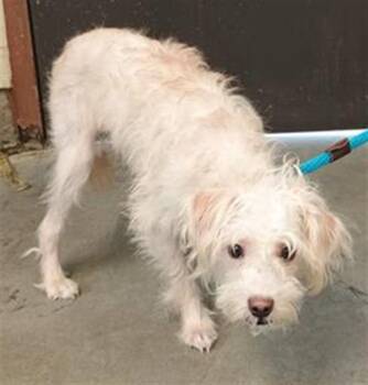 Maltese and Mixed Breed Dogs Available for Adoption in Camarillo, California - BENNY | PetCurious