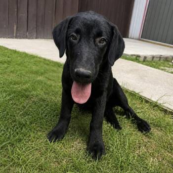 Labrador Retriever Dogs Available for Adoption in Harlingen, Texas - Rhett | PetCurious