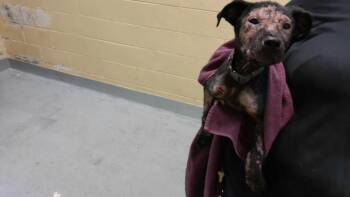 FREELY -  Labrador Retriever Dog for Adoption in Tulsa, Oklahoma - FREELY | PetCurious