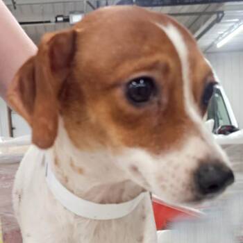 Astrid -  Terrier Dog for Adoption in Des Moines, Iowa - Astrid | PetCurious