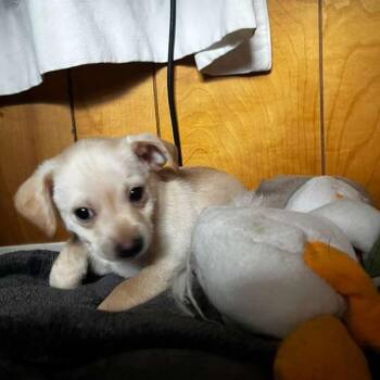 Bulb -  Chihuahua and Mixed Breed Dog for Adoption in San Pablo, California - Bulb | PetCurious