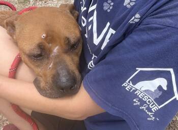 Maple -  Black Mouth Cur Dog for Adoption in Sanford, Florida - Maple | PetCurious