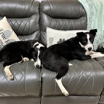 Border Collie Dogs Available for Adoption - Asics | PetCurious
