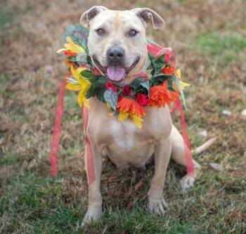 American Staffordshire Terrier Dogs Available for Adoption - AIUKLI | PetCurious