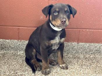 Australian Kelpie and Mixed Breed Dogs Available for Adoption in Pueblo, Colorado - ZUKO | PetCurious