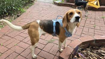 Christopher -  Beagle Dog Available for Adoption in Odessa, Florida - Christopher | PetCurious